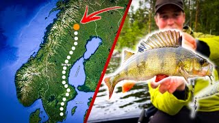 PERCH FISHING In Northern Of Sweden (Crazy Surface Strikes) | Team Galant