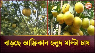 চাঁপাইনবাবগঞ্জের নাচোলে বাড়ছে আফ্রিকান হলুদ মাল্টা চাষ  | African yellow malta | Channel 24