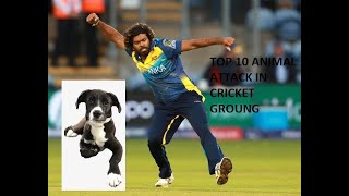 Top 10 Most Funniest Animal Attacks in Cricket History Ever