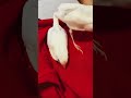 文鳥ヒナが一羽見つからない！　　 shorts