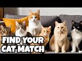 Finding the Perfect Cat Breed for You 🐱❤️