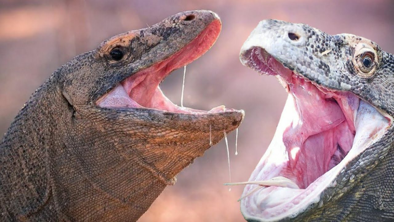 WHEN KOMODO DRAGON OPENS ITS MOUTH WIDE||AMAZING MOMENTS‼ - YouTube