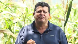 Testimonio Agricultor: Cesar Guifarro, BPAs en Cultivos Bt.