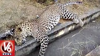 Leopard Killed After Hit By Unknown Vehicle In Nizamabad District | V6 News