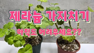 제라늄 가지치기시 주의할점과 삽목 방법#제라늄키우기#가드닝#베란다정원#가지치기#gardening #삽목#꿀팁