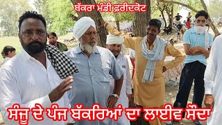 Mandi Faridkot ਸੰਜੂ ਦੇ ਪੰਜ ਬੱਕਰੇ ਟੁੱਕੇ ਕਿਸੇ ਨੇ ਲੈ ਕੋਈ ਹੋਰ ਹੀ ਗਿਆ #goat #bakramand #bakraupdate