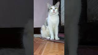 🐱🐹 பேசும் பூனை தனிமையில் இனிமை காண முடியும் #cat #funny #reels #comedy #pets #cute #kids #animals