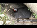 Guinea Fowl Hen Sounds & Nest Calls