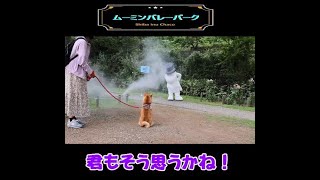 柴犬ちゃこやん Shiba inu Chaco．ムーミンバレーパークで顔がカイカイだったけど、ムーミンパパのバラの話を姿勢良く聞こうとする柴犬ちゃこ #shorts #柴犬 #ムーミンパパ