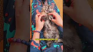 玳瑁色的缅因猫妹妹有没有喜欢哒