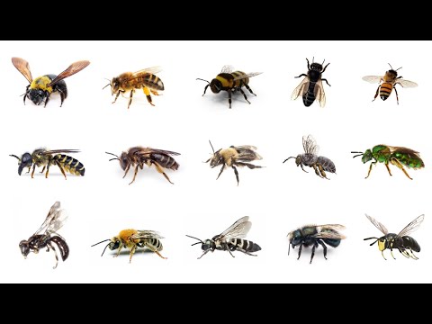 What are the tiny bees called?