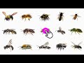 learn bee types in english 🐝 common bee names 🐝 bee species in english different types of bees 🐝