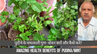 पुदीने के फायदे | सेवन क्यों और कैसे करे ? | Benefits of Pudina/Mint | पुदीने के चमत्कारी गुण !!