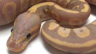 18 INCREDIBLE BALL PYTHON SNAKES! | BRIAN BARCZYK