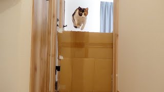 筋トレしてムキムキになった猫のジャンプ力がとんでもない事になっていました...