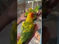 yellow dominant sun conure🎶🎶🎶 9633917470 adhi farm kollam kadakkal