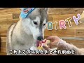 【祝1歳】愛犬ハスキーフィンの誕生日を盛大にお祝いしたらいろいろ可愛すぎたww