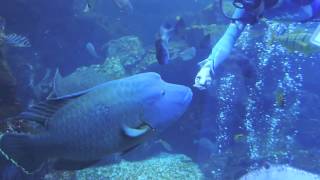 ナポレオンフィッシュのご飯の時間　京都水族館【公式】