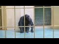 2020.2.11 14 52 釧路市動物園 チンパンジー 🐒ゆみのすけ 落ち着かない