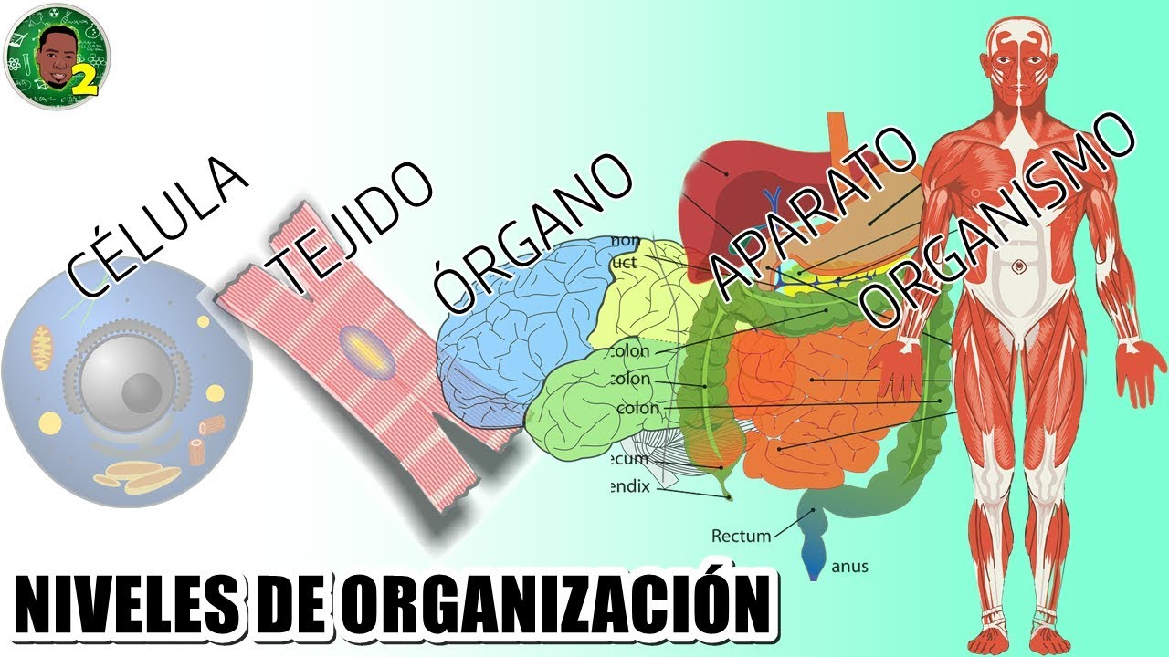 Niveles De Organización Interna De Los Seres Vivos - YouTube