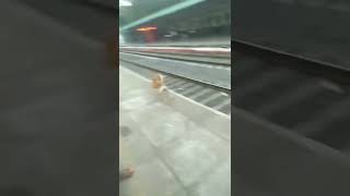 #Dog barking on train 🤣🤣#short #youtube #viral #ytshort #trainding