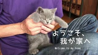 ようこそ、我が家へ【ブリティッシュショートヘア】お迎え初日の様子　子猫の鳴き声がかわいい