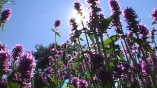 Flowers Bright Purple in Colorado