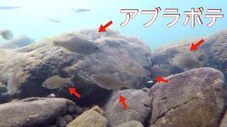 アブラボテの楽園！？タナゴだらけの川に水中カメラを沈めてみた