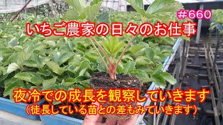 夜冷での成長を観察していきます（徒長している苗との差もみていきます）　いちご農家の日々のお仕事　#660