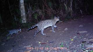 The small matriarch of Cockscomb, an ocelot tale from the Belizean jungles