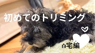 【生後4ヶ月初めてのトリミング】ミニチュアシュナウザー