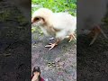 AYAM KECIL NAIK SKUTER BOAD BARU ⁉️#shorts } #funny #dubbing