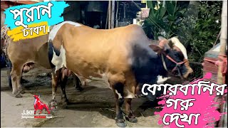 পুরান-ঢাকায় ঘুরে-ঘুরে কোরবানির গরু দেখা । ২০২০ কোরবানী ঈদ ।