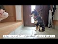 【柴犬】【フードガード】犬の主張とフードガードの改善を目指して。問題もあるけれど、ようやく手からフードがあげられるようになった柴犬の様子。