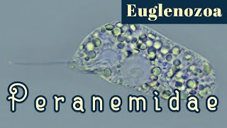 Peranemidae (Euglenozoa)