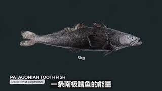 深海怪物为什么都长得那么大？海底10000米有什么生物？