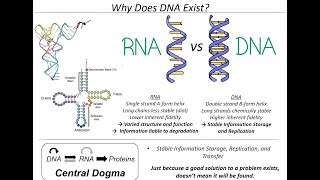 Prebiotic nucleotide synthesis - Nick Green - Yuta Hirakawa