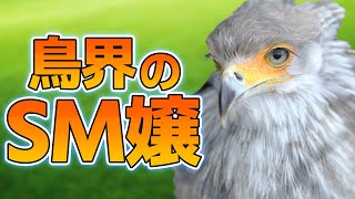 狩りがドSすぎるヘビクイワシの生態