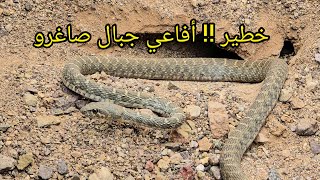 خطير !! شاهد .. أفاعي جبال صاغرو إقليم تنغير