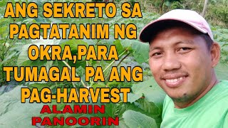 SEKRETO SA PAGTATANIM NG OKRA PARA TUMAGAL PA ANG PAGHARVEST