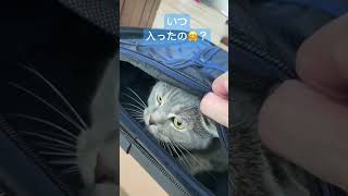 ✈️アテンションプリーズ🐈‍⬛ #ねこ #かわいい #アイドル #shorts