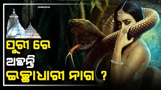 ପୁରୀରେ ଅଛନ୍ତି ଇଚ୍ଛାଧାରୀ ନାଗ ? ଇଚ୍ଛାଧାରୀ ନାଗ ନାଗୁଣୀର ଅଲୌକିକ ରହସ୍ୟ | Ichhadhari Nag mystery