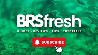 Build a Freshwater Aquarium in Your Home | BRS Fresh