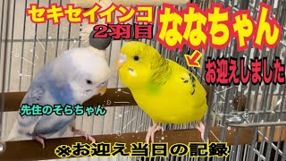 #1【セキセイインコ2羽目】ななちゃんをお迎えした当日の記録／ I welcomed Nana-chan, a parakeet.