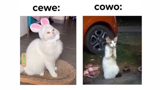 PERBEDAAN CEWEK \u0026 COWOK KETIKA MEMELIHARA KUCING