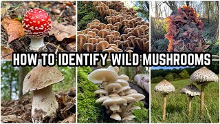 How To Identify Wild Mushrooms 🍄