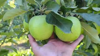 8/10/22. 5 days before harvest. Granny Smith Apple 🍏