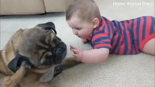 Animals playing with children is very fun 👶🏻🐶