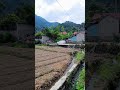 menikmati keindahan alam da kesejukan pedesaan wisata pegunungan sawah pinggirjalan nature