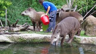 撫ぜ撫ぜしてもらうブラジルバク　Lowland tapir 2013 0927